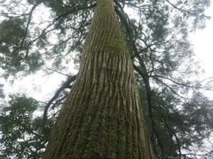 -天目山大树王景区