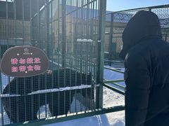 -横道河子东北虎林园