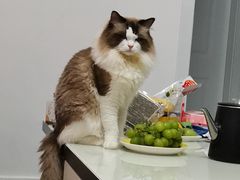 -宠福鑫康馨动物医院·骨科·眼科