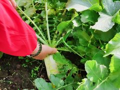 -上膳源有机农场