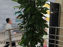 -上海大学附属上海和平眼科医院