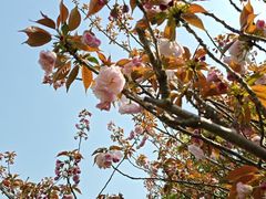 -高东镇樱花园