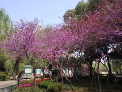 -紫荆山公园