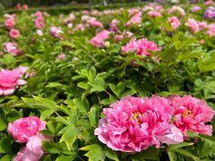 -洛阳市隋唐城遗址植物园