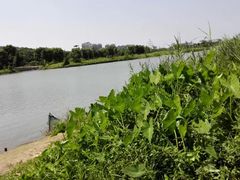 -大湾区中央湿地公园
