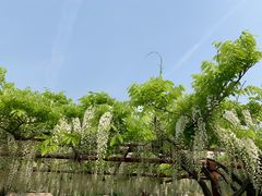 -嘉定紫藤园