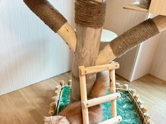 -唐小姐の私宠·宠物洗护美容·撸猫馆·购宠(周浦万达旗舰店)