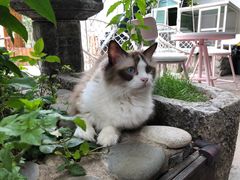 -喵屿·大理花园猫咖