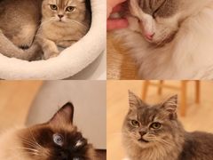 -Let's go狗咖·猫咖·奶狗·桌游(春熙路IFS店)