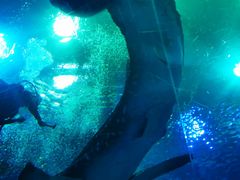 -成都浩海立方海洋公园