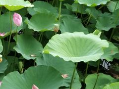 -羊亭河湿地公园