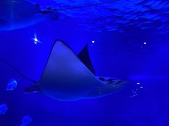 -烟台海昌鲸鲨海洋公园