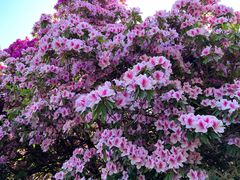 -上海鲜花港