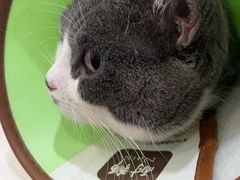-伟伟宠物医院·CT影像中心·瑞派犬猫综合性门诊(汉口总院)