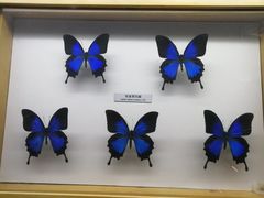 -青藏高原自然博物馆