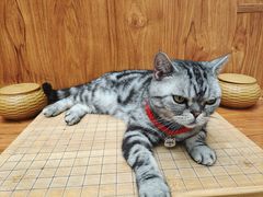 -有猫主题·治愈系猫咖(曾厝垵店)