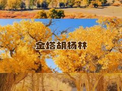 -金塔沙漠胡杨林景区