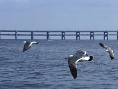 -星海湾跨海大桥