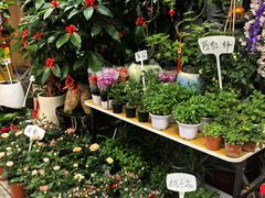 -溪岸路花鸟市场