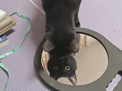 -纳吉亚猫专科动物医院博雅分院