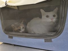 -爱诺耐芙动物医院(万博店)