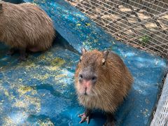 -北京野生动物园