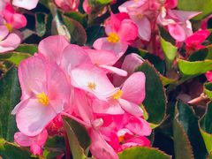 -中国宋庆龄青少年科技文化交流中心