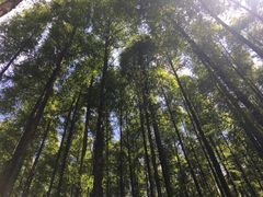 -山王坪喀斯特国家生态公园