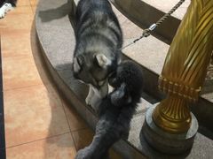 -more than meow吴止猫主题餐厅(承德 中船汇店)