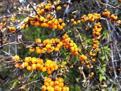 -叠溪松坪沟景区