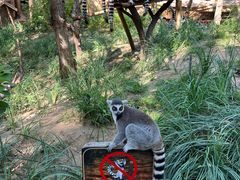 -北京野生动物园