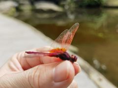 -广州市白云山风景名胜区