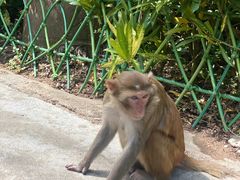 -南湾猴岛+椰田古寨一日游