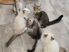 -楼上猫咖(罗湖店)