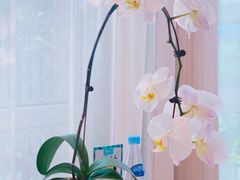 -子霖南山鲜虾面(南山总店)