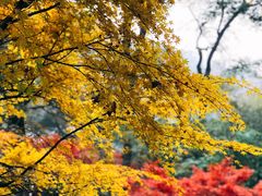 -岳麓山风景名胜区