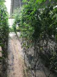 -蓝呗呗蓝莓草莓采摘园(通州区马驹桥店)