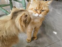 -猫小院猫主题餐厅(南锣旗舰店)