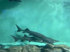 -太平洋海底世界