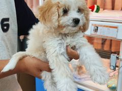 -翊宠yipet猫狗购宠庄园犬舍•猫舍