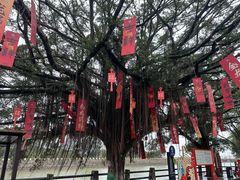 -大湾区中央湿地公园