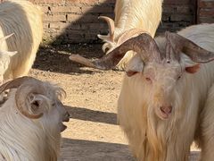 -圣露庄园·露营·烤肉·亲子