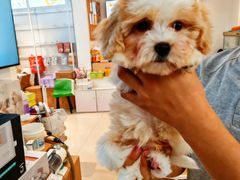 -翊宠yipet猫狗购宠庄园犬舍•猫舍