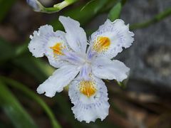 -高东镇樱花园