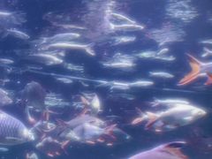 -芜湖新华联大白鲸海洋公园