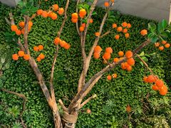 -山楂树融合菜餐厅