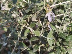 -天鹅湖体育公园