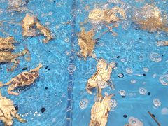 -半岛听涛蒸汽海鲜自助(K11店)