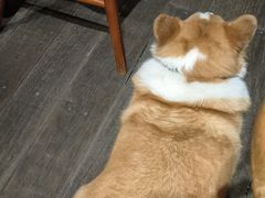 -肥朵食堂(带梦胡同店)