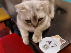 -猫小院猫主题咖啡厅(北锣店)